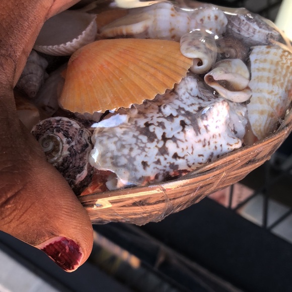 Assorted Seashell Collection - Picture 6 of 8